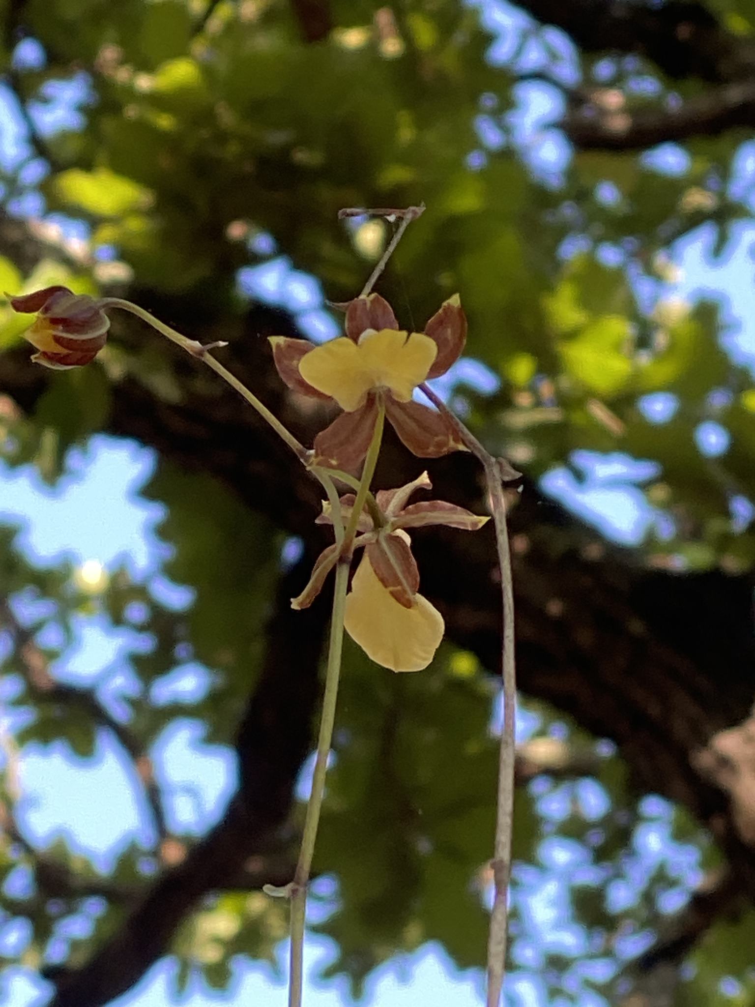 Oncidium brachyandrum